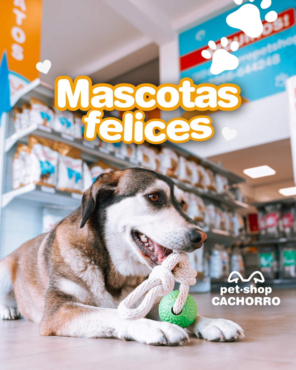 Cachorro Pet Shop · Feed · pieza 1